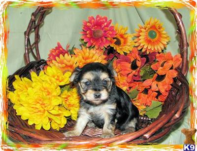 Mixed Breed Puppies for Sale